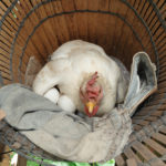 Which Comes First: Employment Brand or Candidate Experience? ERE