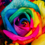 Embrace Talent Diversity in Your Sourcing Strategy Entelo