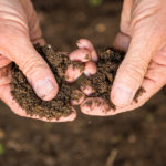 When You Cultivate the Right Culture, Your Organization Blossoms TLNT