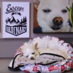 This Company Makes Every Day a Bring Your Dog to Work Day TLNT