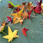 4 Change Management Strategies for Managing HR Digital Transformation Sharalyn Lauby