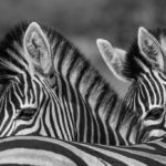 Replicate? Or Redefine? Robin Schooling