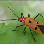 Notes from the LinkedIn Field Irini Shamaeva