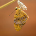 The stages of emerging – a tale of what is next TLNT