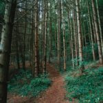 The Road Untraveled Robin Schooling