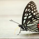 Chaos in a Talent System Robin Schooling